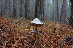 Mycena polygramma