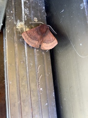 Anthela rubeola