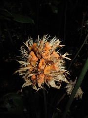 Goeppertia splendida