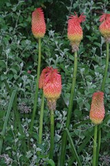 Kniphofia linearifolia