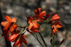 Pillansia templemannii