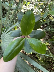 Myrsine cubana