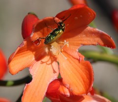 Pillansia templemannii