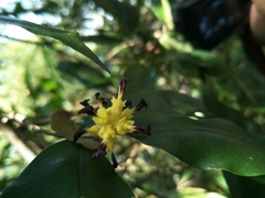 Eustigma oblongifolium