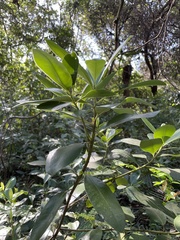 Myrsine cubana