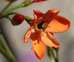 Pillansia templemannii