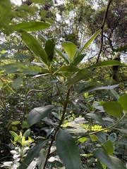 Myrsine cubana