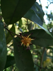 Eustigma oblongifolium