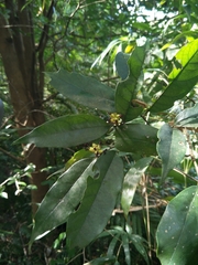 Eustigma oblongifolium