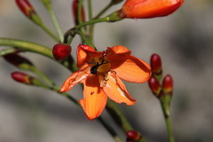 Pillansia templemannii