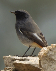 Phoenicurus ochruros