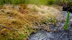 Sphagnum perichaetiale