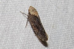 Paraphlepsius fulvidorsum