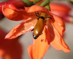 Pillansia templemannii