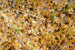 Sphagnum perichaetiale
