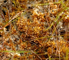Sphagnum perichaetiale