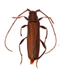 Xystrocera erosa