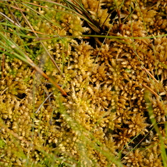 Sphagnum perichaetiale