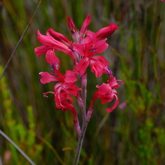 Tritoniopsis pulchra