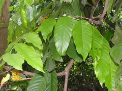 Saraca thaipingensis