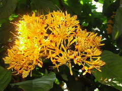 Saraca thaipingensis