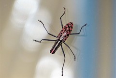 Macrochenus isabellinus