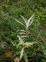 Didymella macrostoma