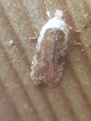 Agonopterix purpurea