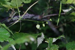 Ceratiosicyos laevis