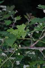 Ceratiosicyos laevis
