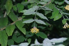 Englerodaphne pilosa