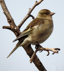 Fringilla coelebs