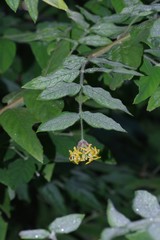 Englerodaphne pilosa