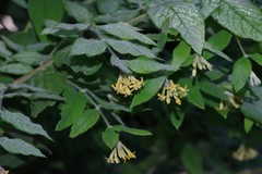 Englerodaphne pilosa