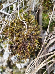 Didymodon icmadophilus