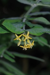 Englerodaphne pilosa