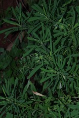 Euphorbia kraussiana