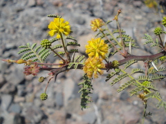 Vachellia pacensis