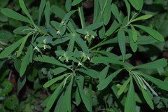 Euphorbia kraussiana