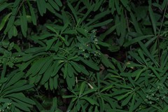 Euphorbia kraussiana