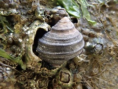 Littorina brevicula