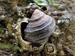 Littorina brevicula