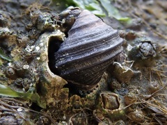Littorina brevicula