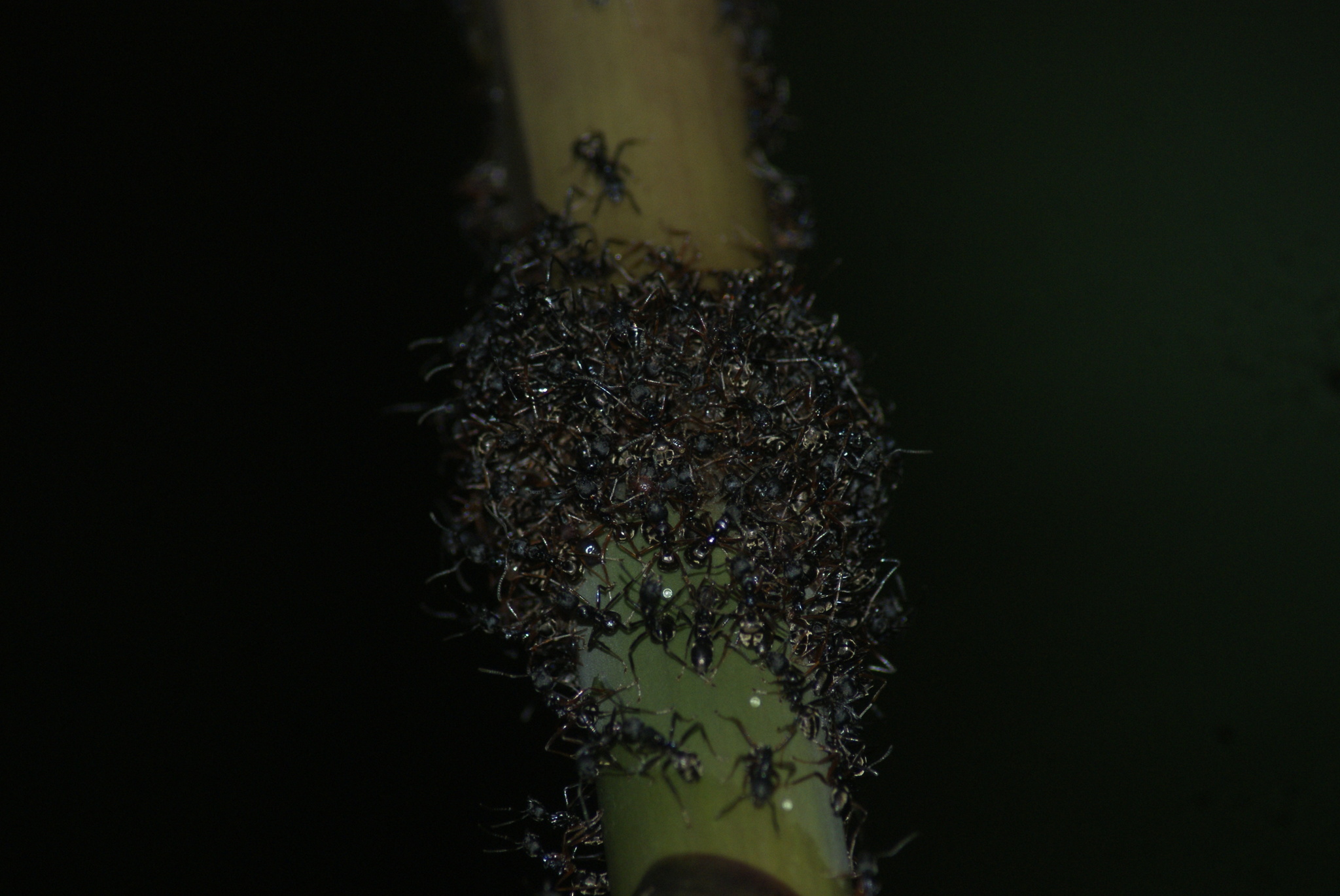 Dolichoderus gibbifer
