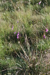 Dierama pulcherrimum