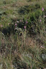 Dierama pulcherrimum
