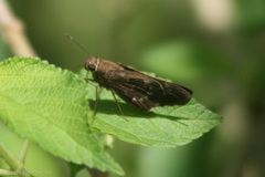 Naevolus orius