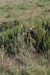 Dierama pulcherrimum