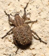 Brachycerus muricatus