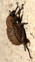 Brachycerus muricatus